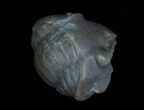 Enrolled Isotelus Trilobite From Ontario #6040-1